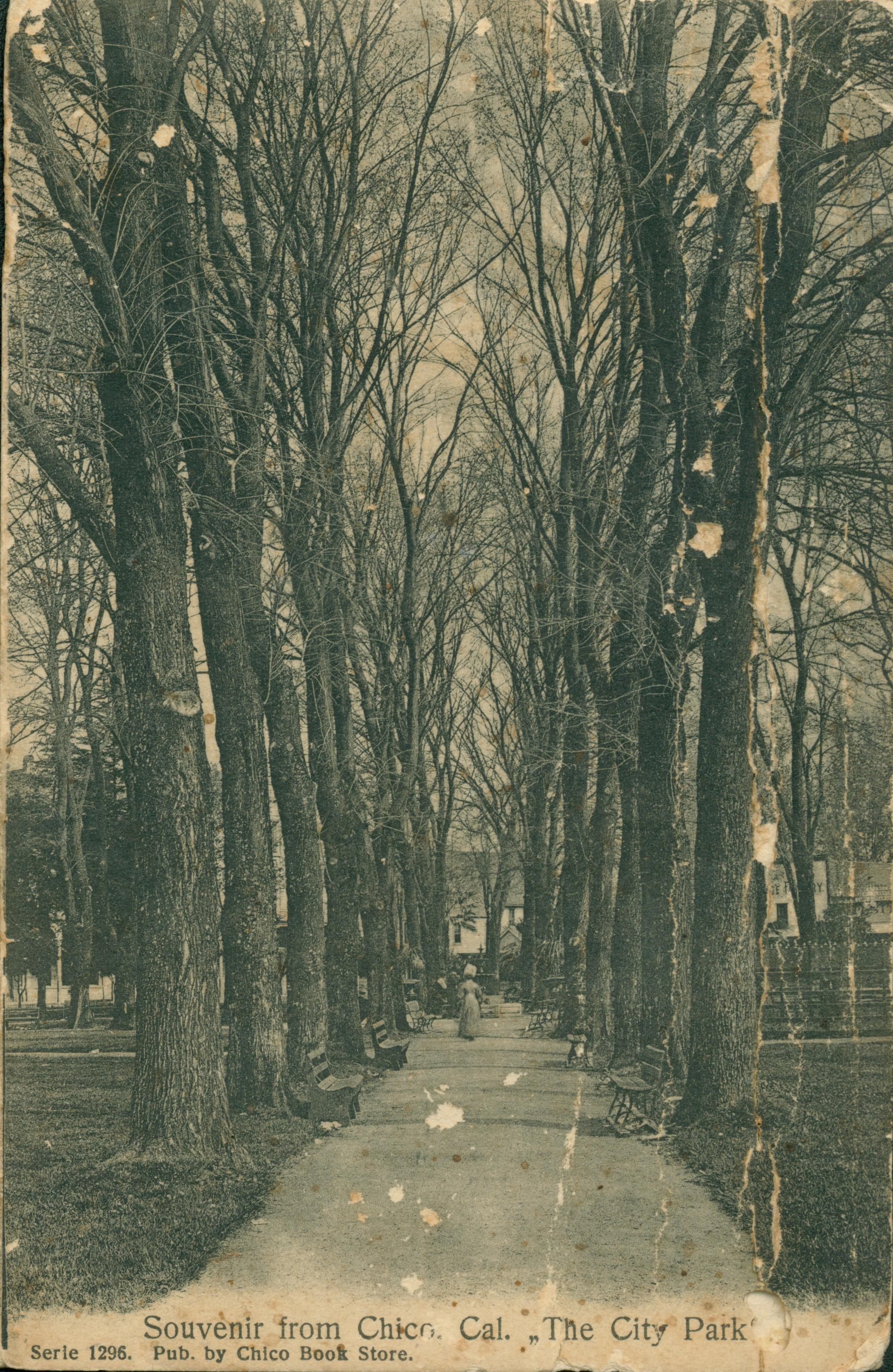 Shows a woman on a tree-lined pathway in the park