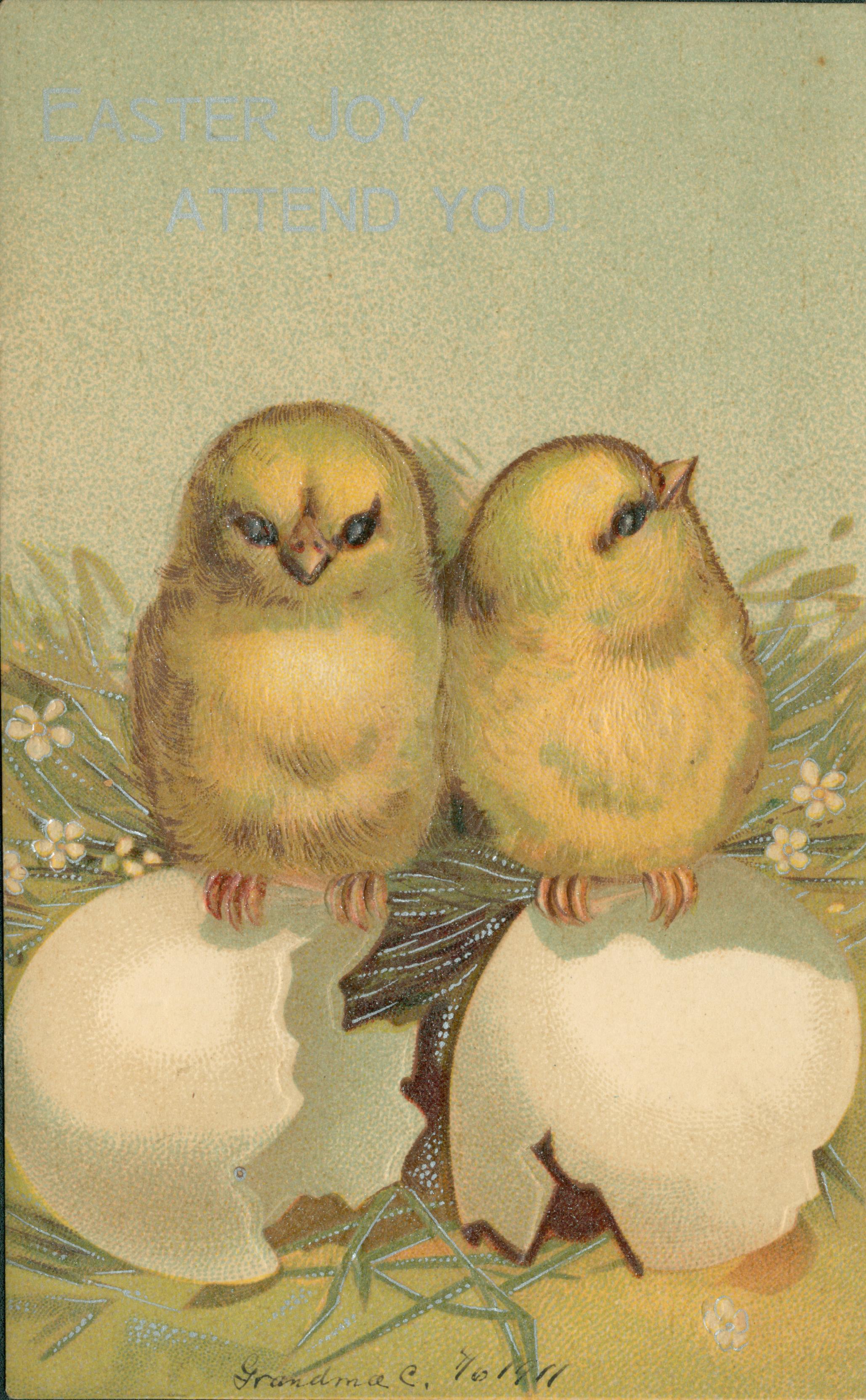Two chicks standing on their hatched eggs.