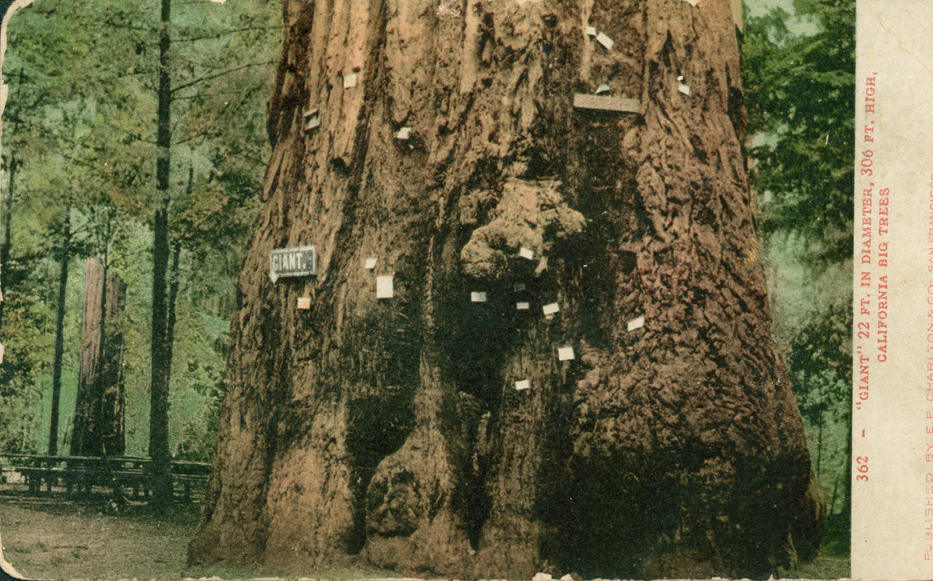 Shows base of a tree named 'Giant'