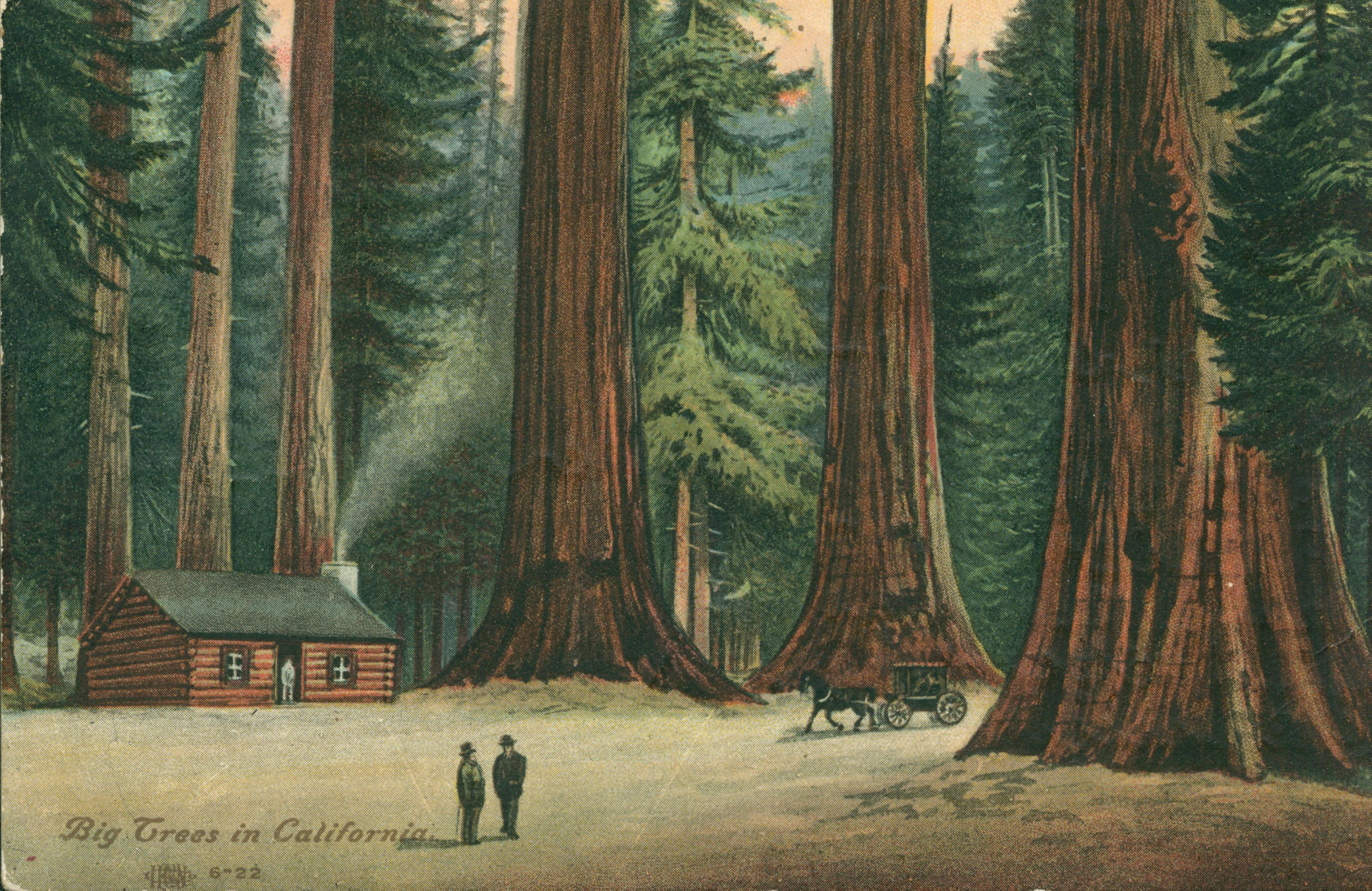 Shows a cabin and a coach amongst giant sequoias with two men standing in the foreground