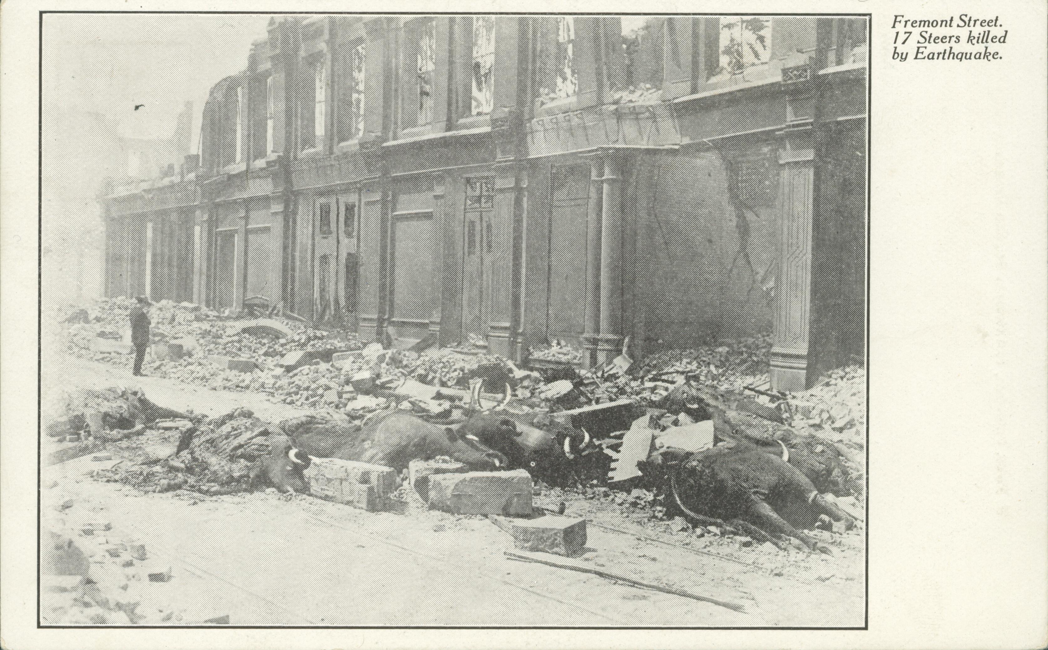 Photo of dead Steer covered in rubble.