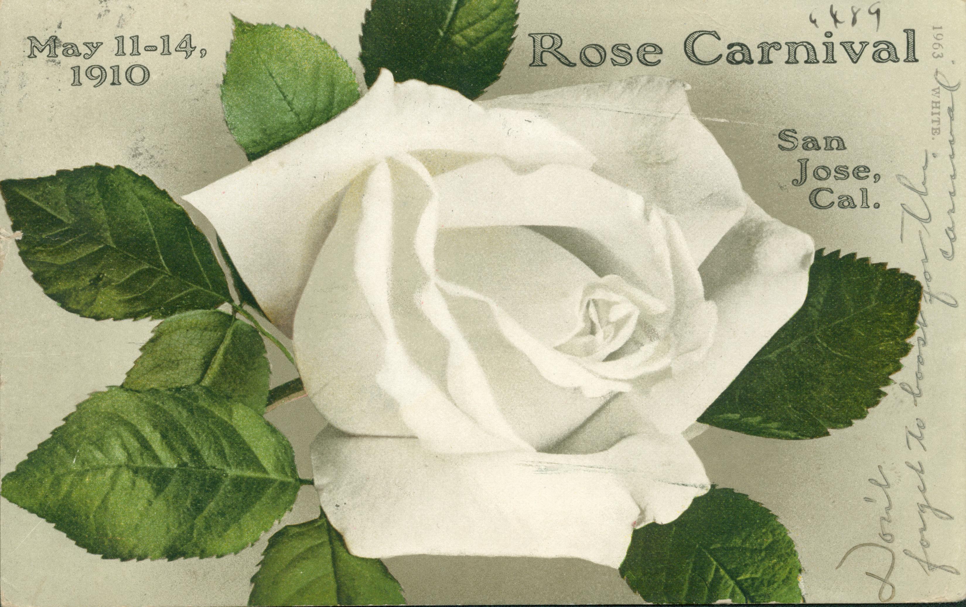 White rose with green leaves and text with carnival details