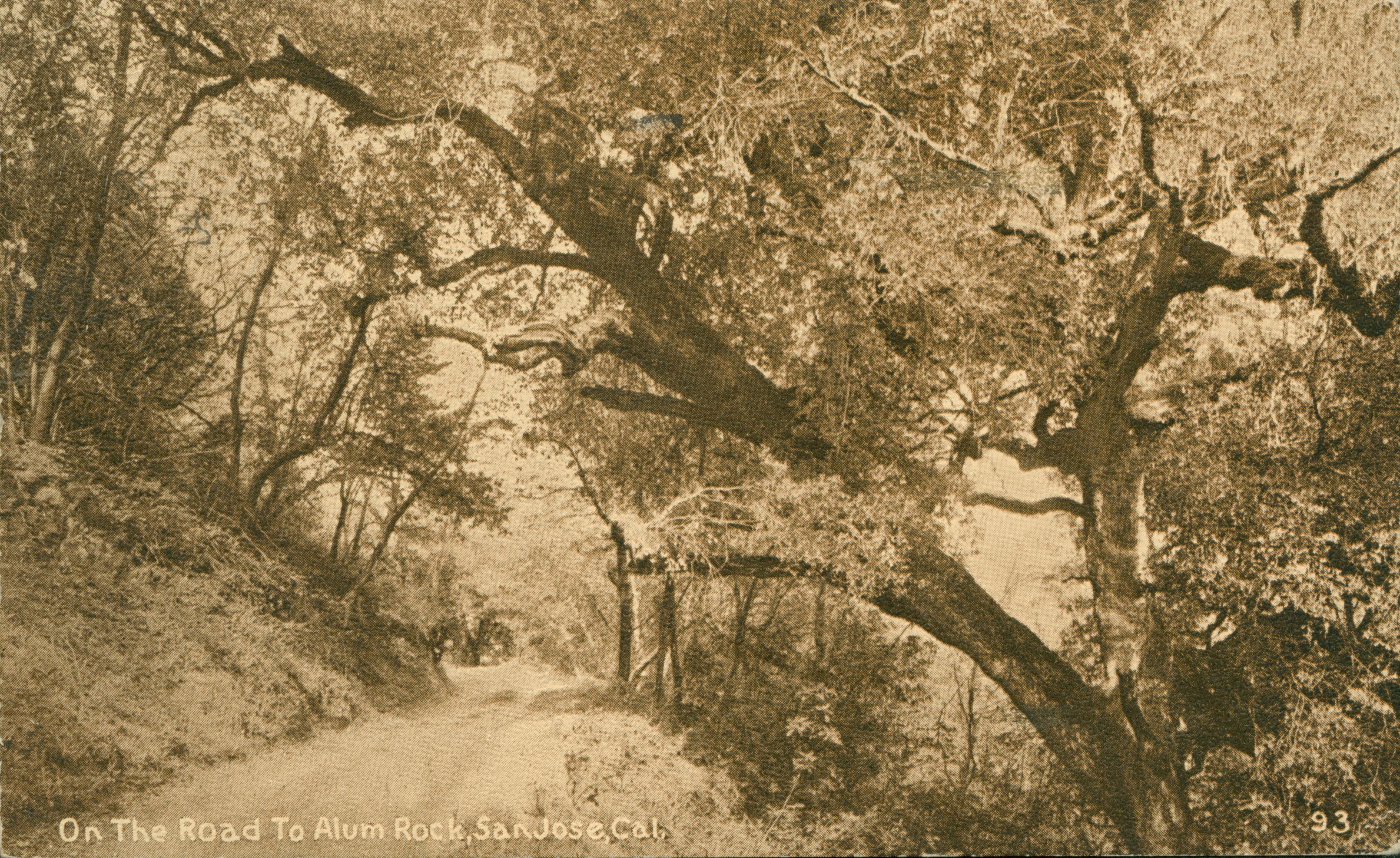 View of dirt road parallel to hillside with trees surrounding the road and hillside