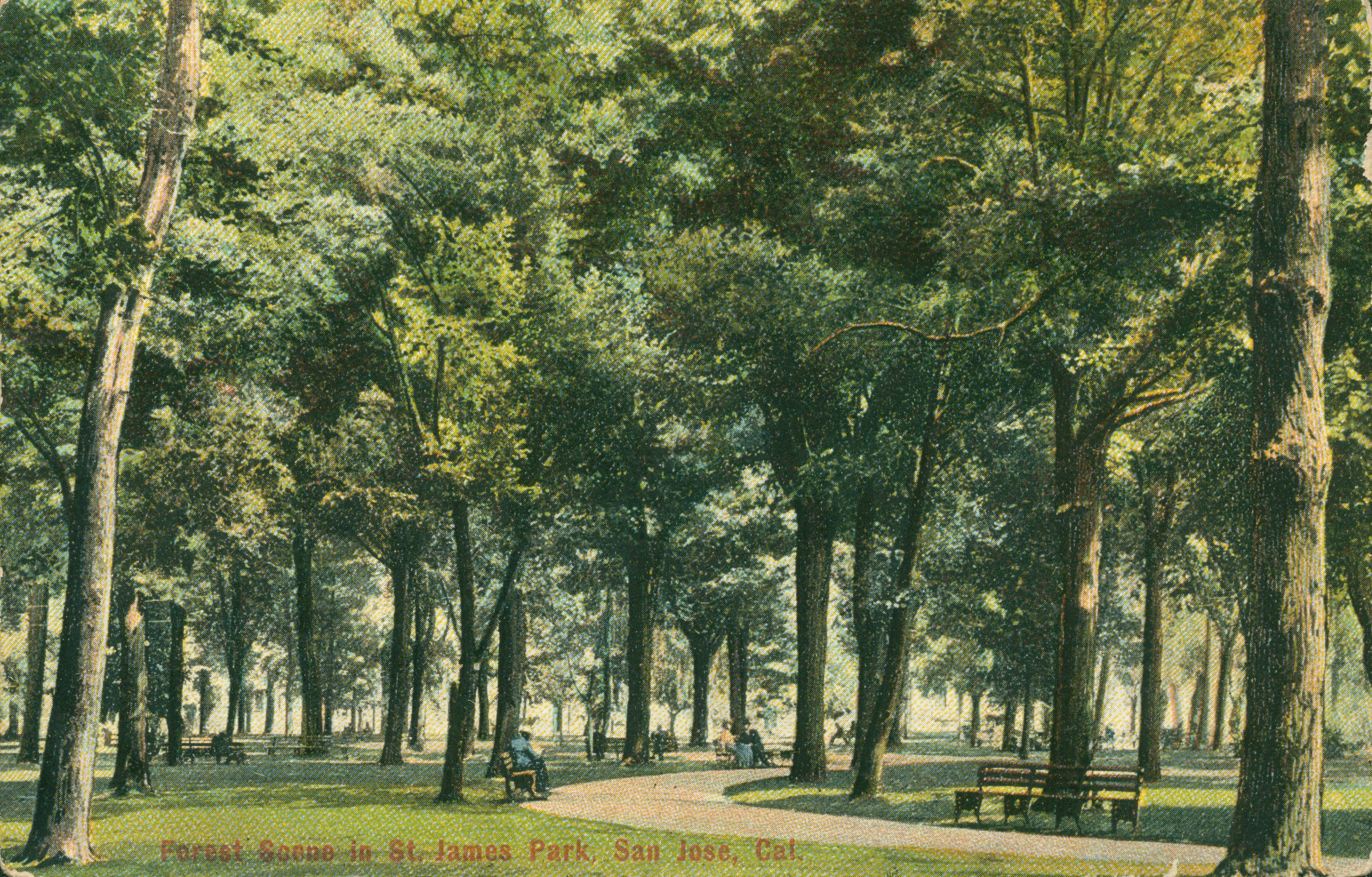 Color scene of park with path, benches and thick trees