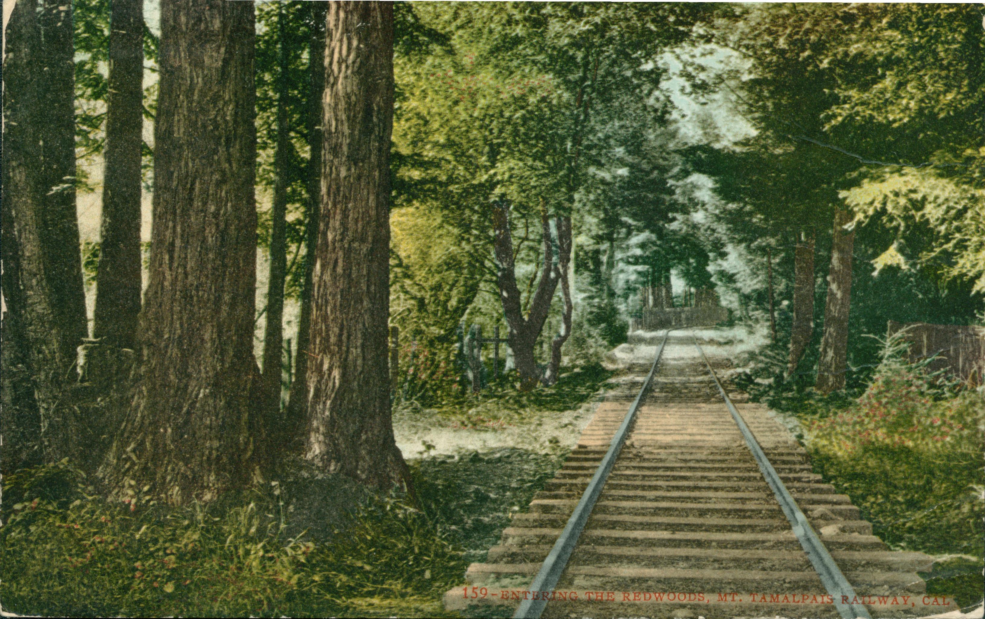 View of railroad track through a grove of Redwood trees