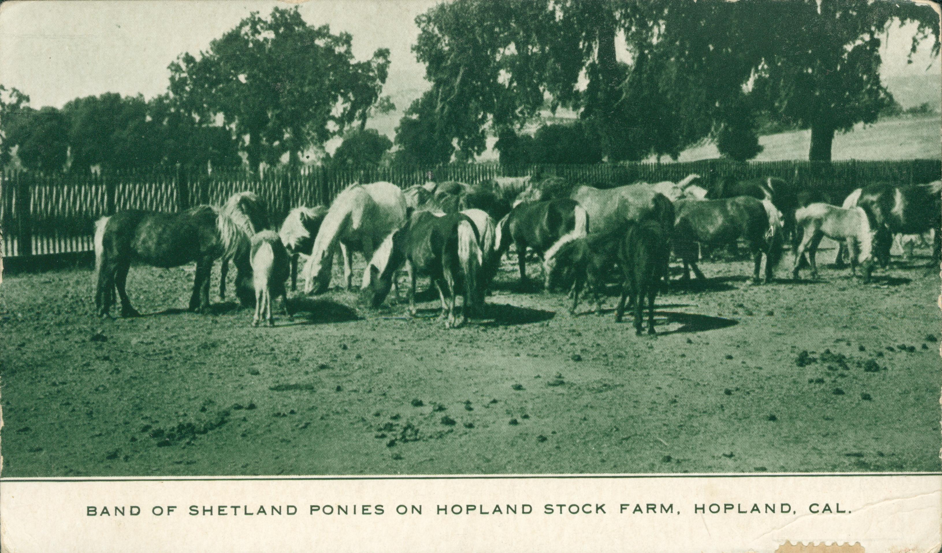 Herd of ponies eating in corral, large trees in background
