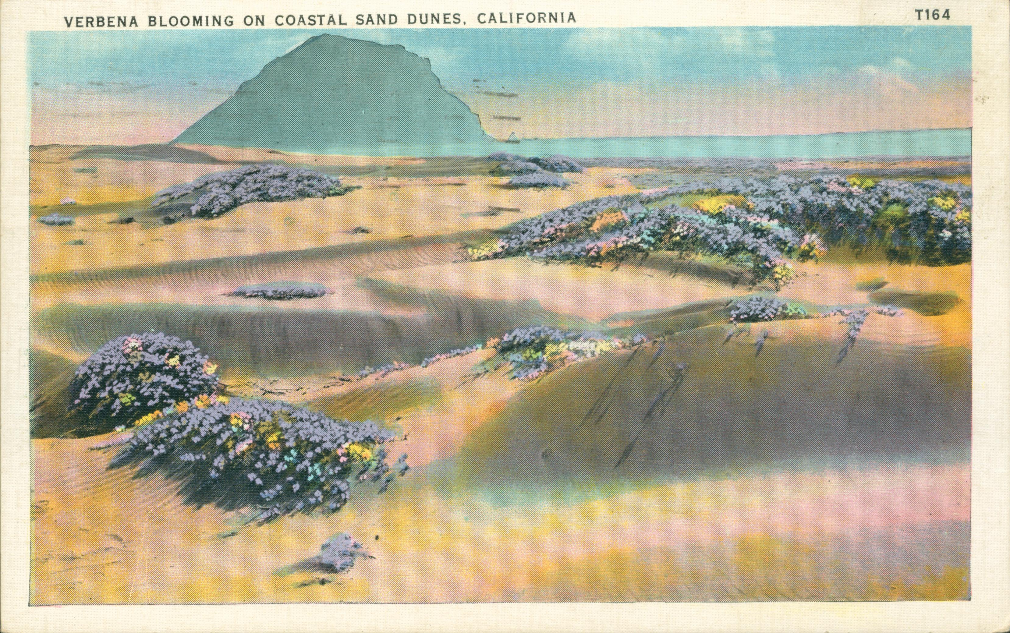 View of dunes with flowering verbena, coastline, water and Morro Rock in distance