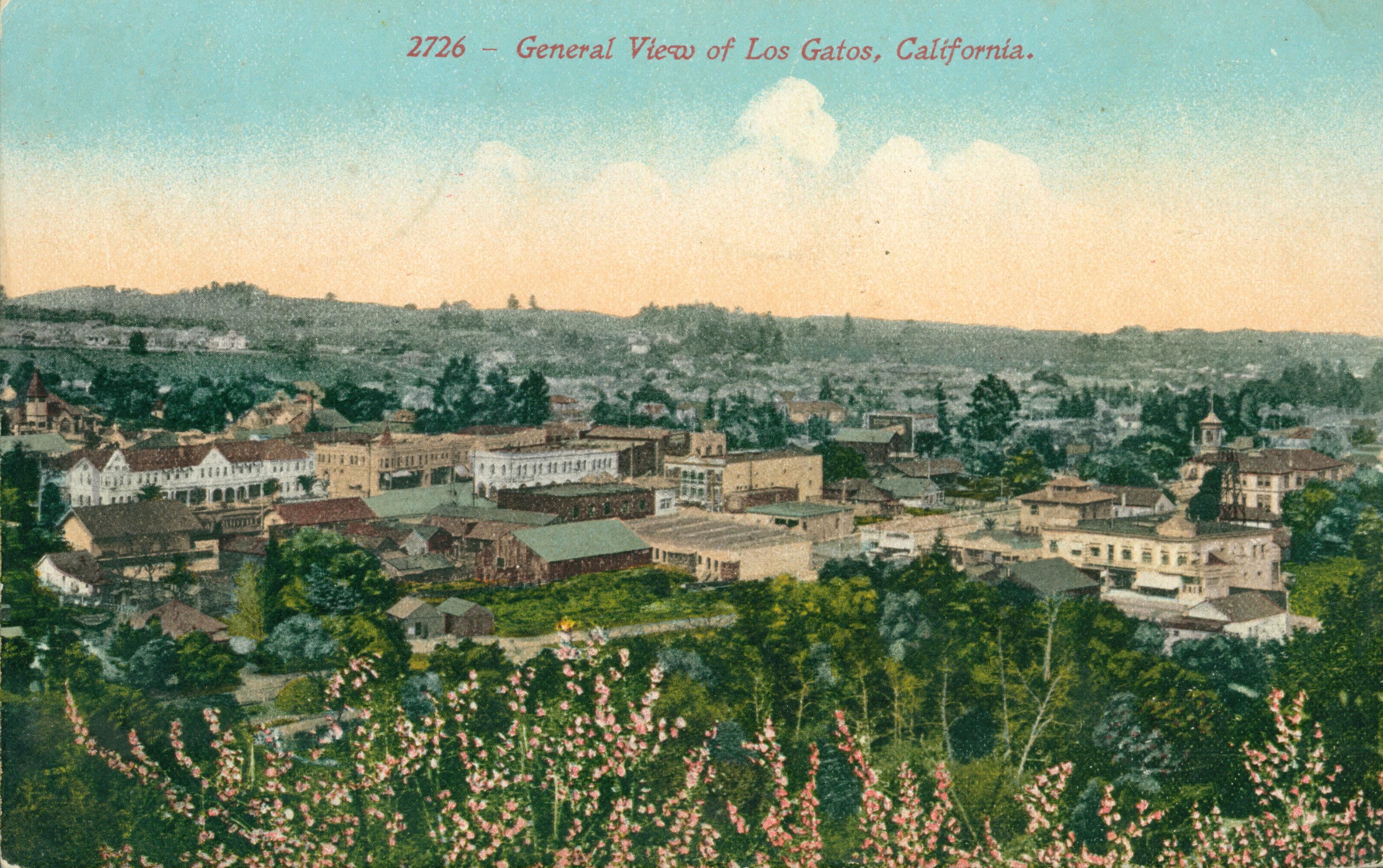 Vista overlook of Los Gatos buildings.  Flowers in foreground with trees in the distance with buildings.