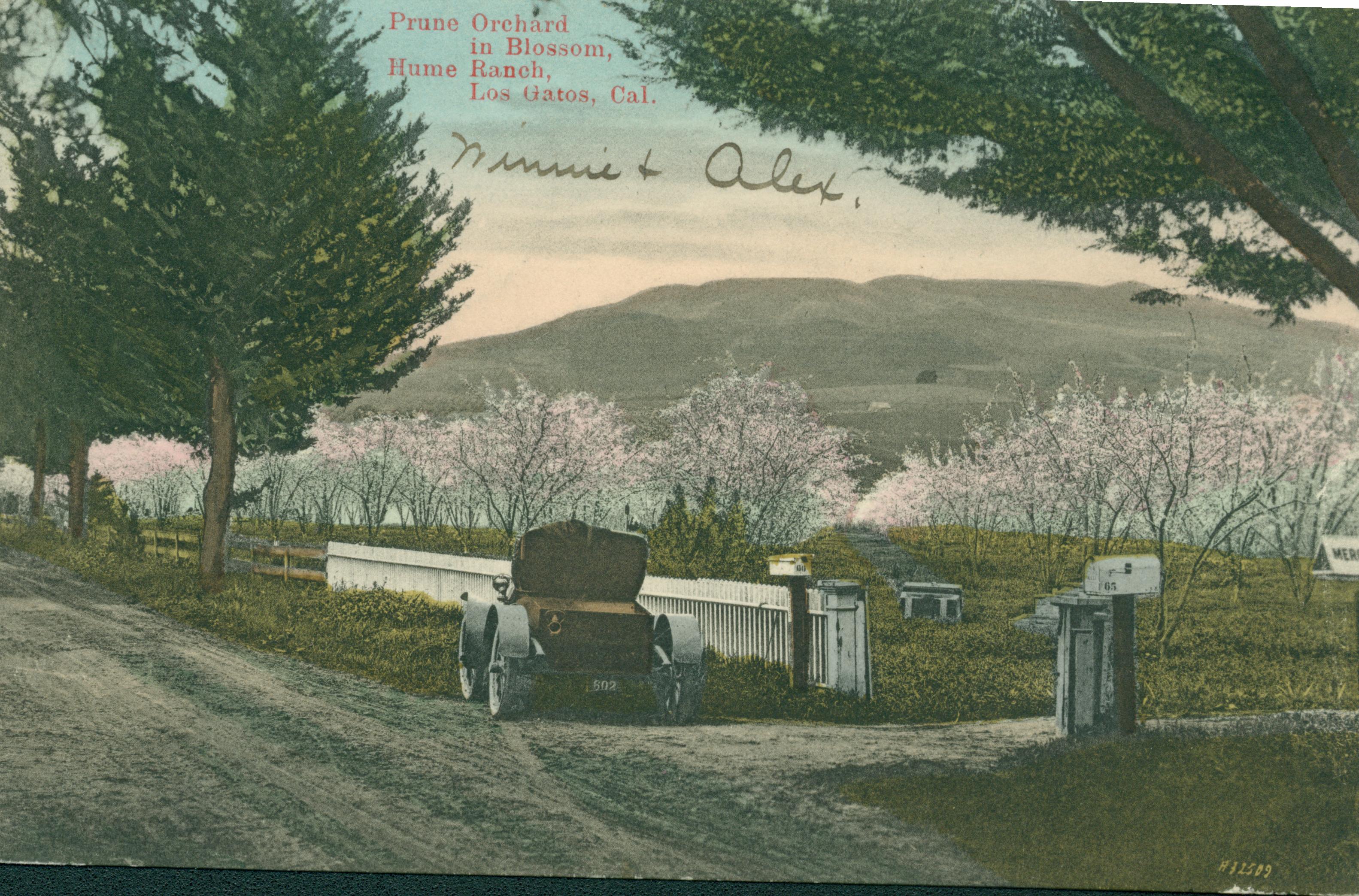 Prune orchard in bloom, with automobile parked on side of dirt road, white picket fence and mailbox borders the road and orchard.  Tall trees line the road between the road and orchard fence, rolling hills in the background
