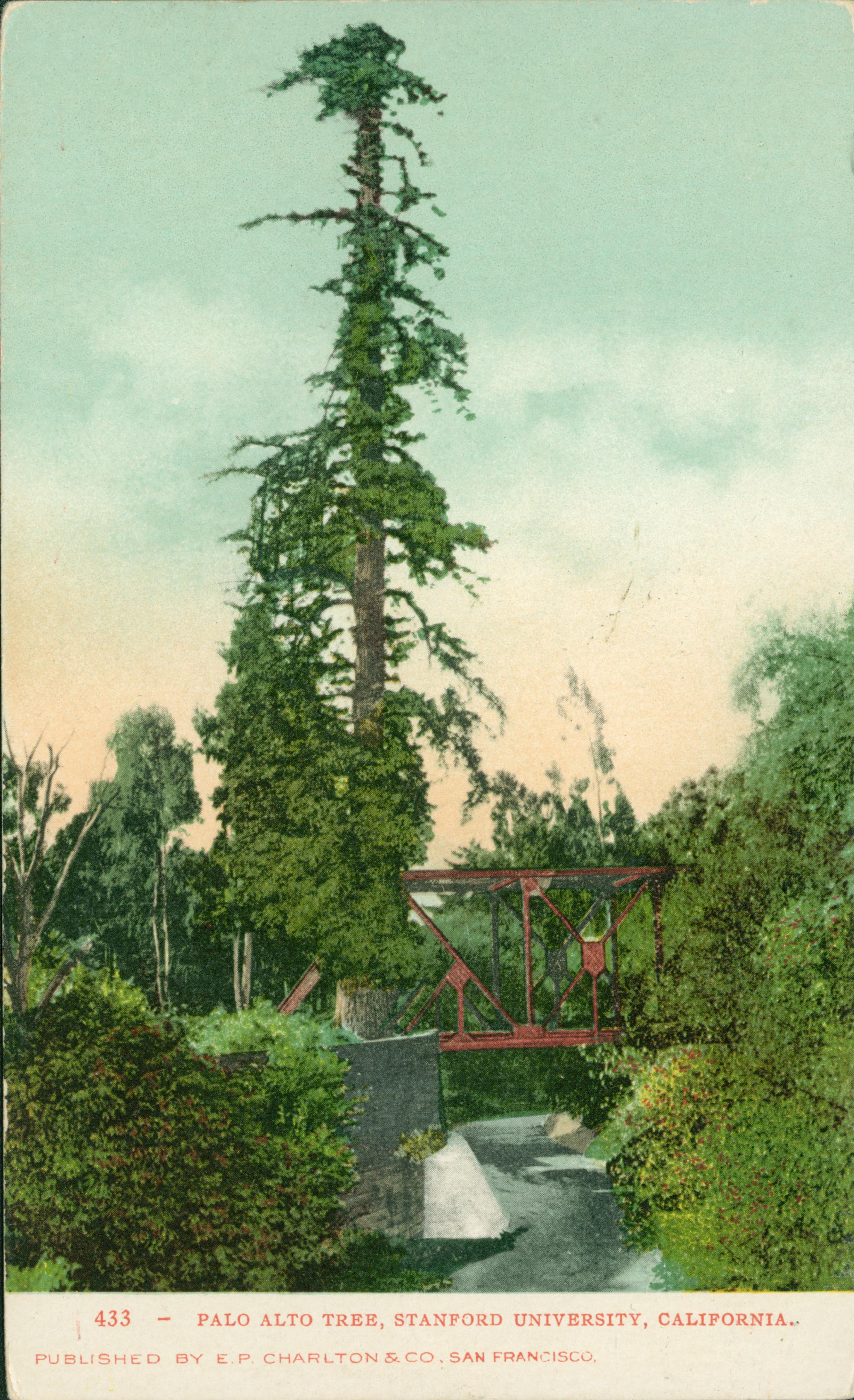 View of Palo Alto Tree surrounded by dense grove of trees, red bridge and small creek