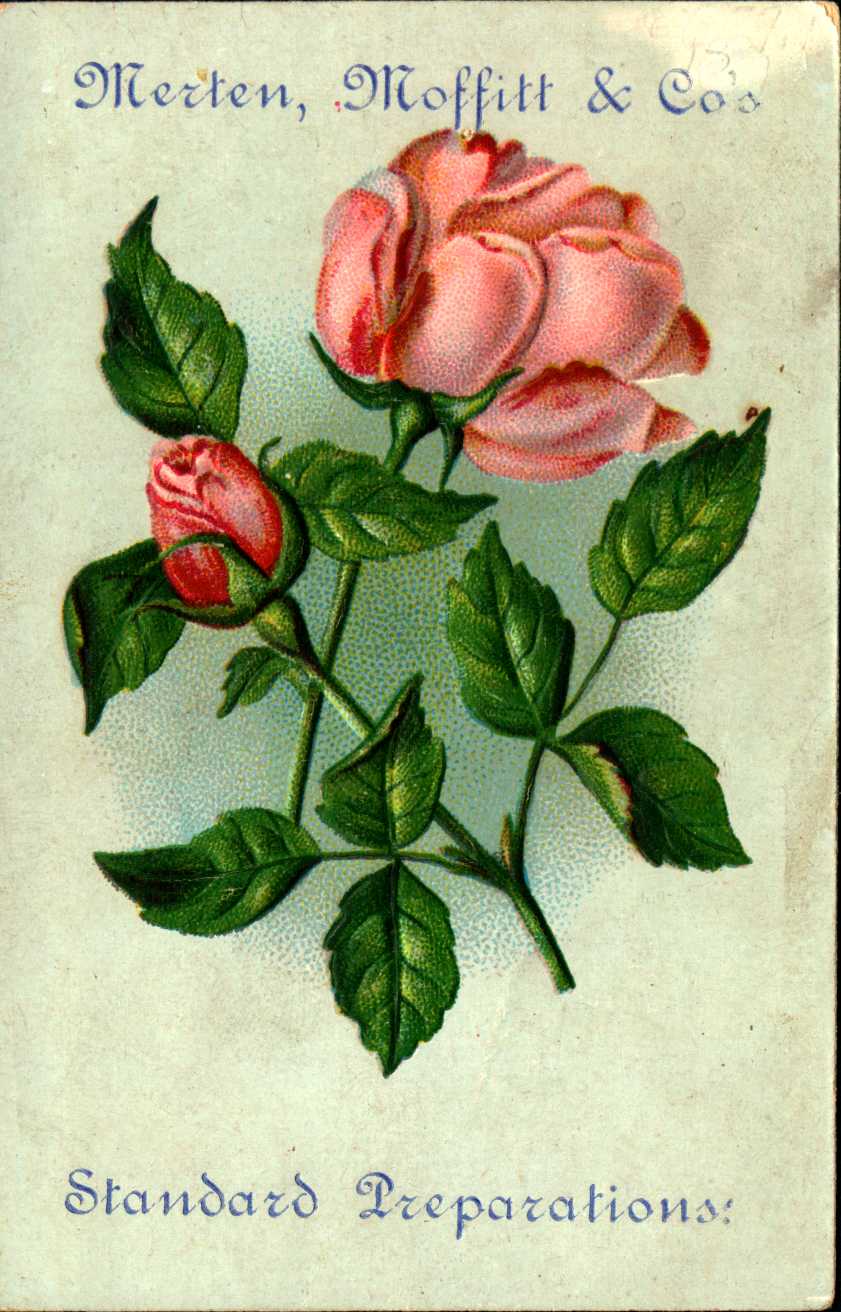 Shows a pink rose and a pink rosebud