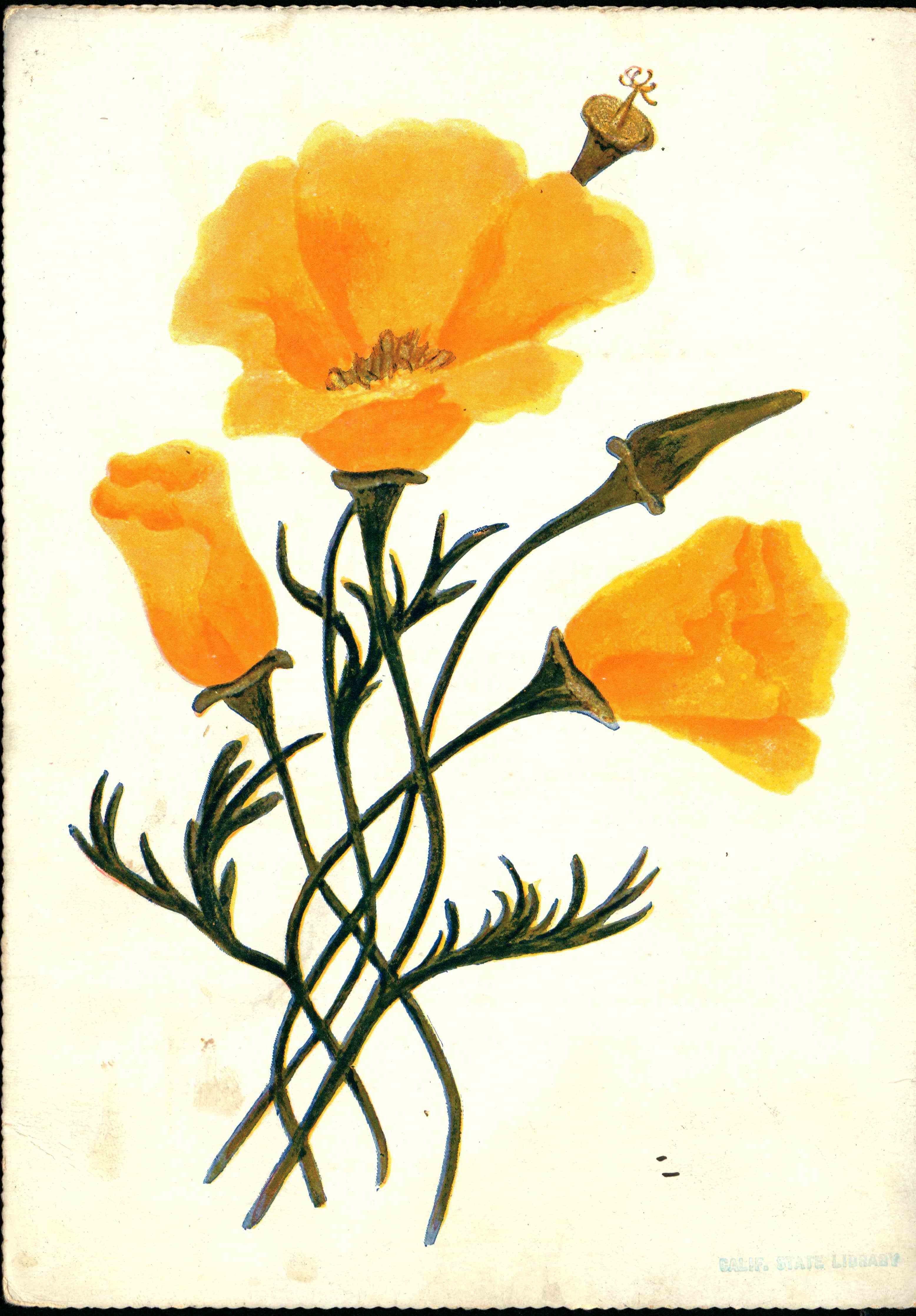 Poppy flower on the front of the menu