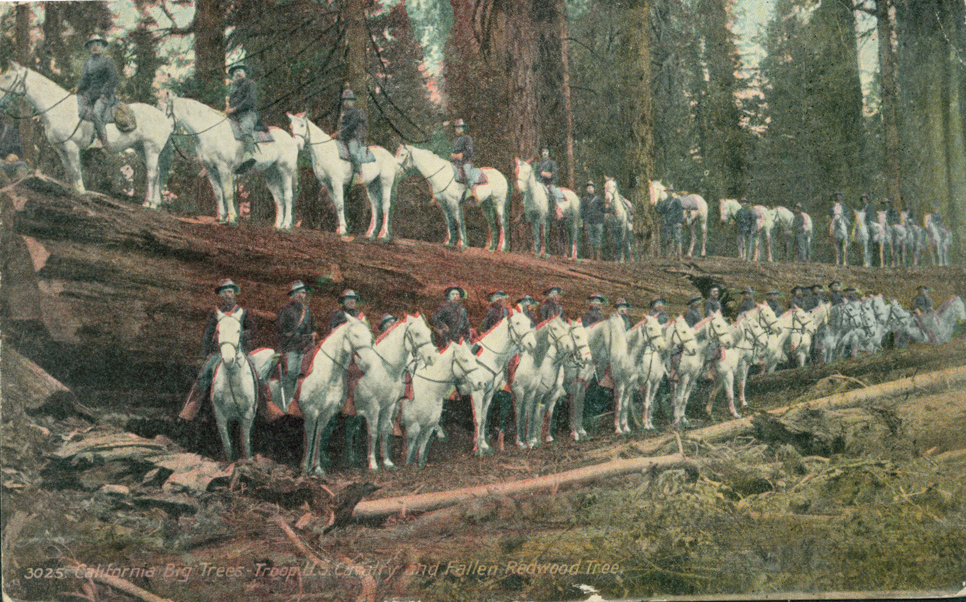Shows a regiment of the United States cavalry and their horses posed on and around the Fallen Monarch