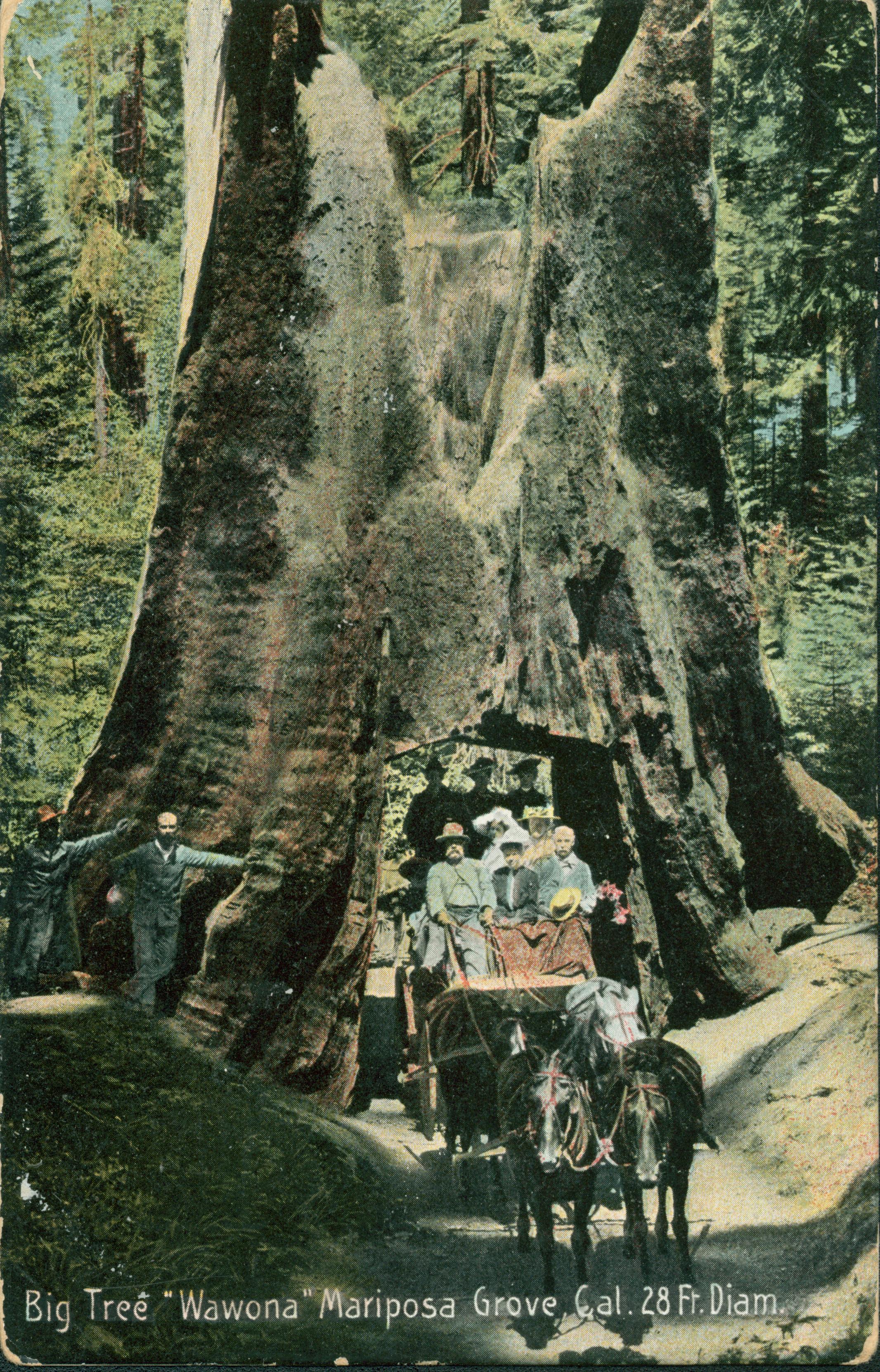 Shows a coach loaded with people driving through the Wawona tree