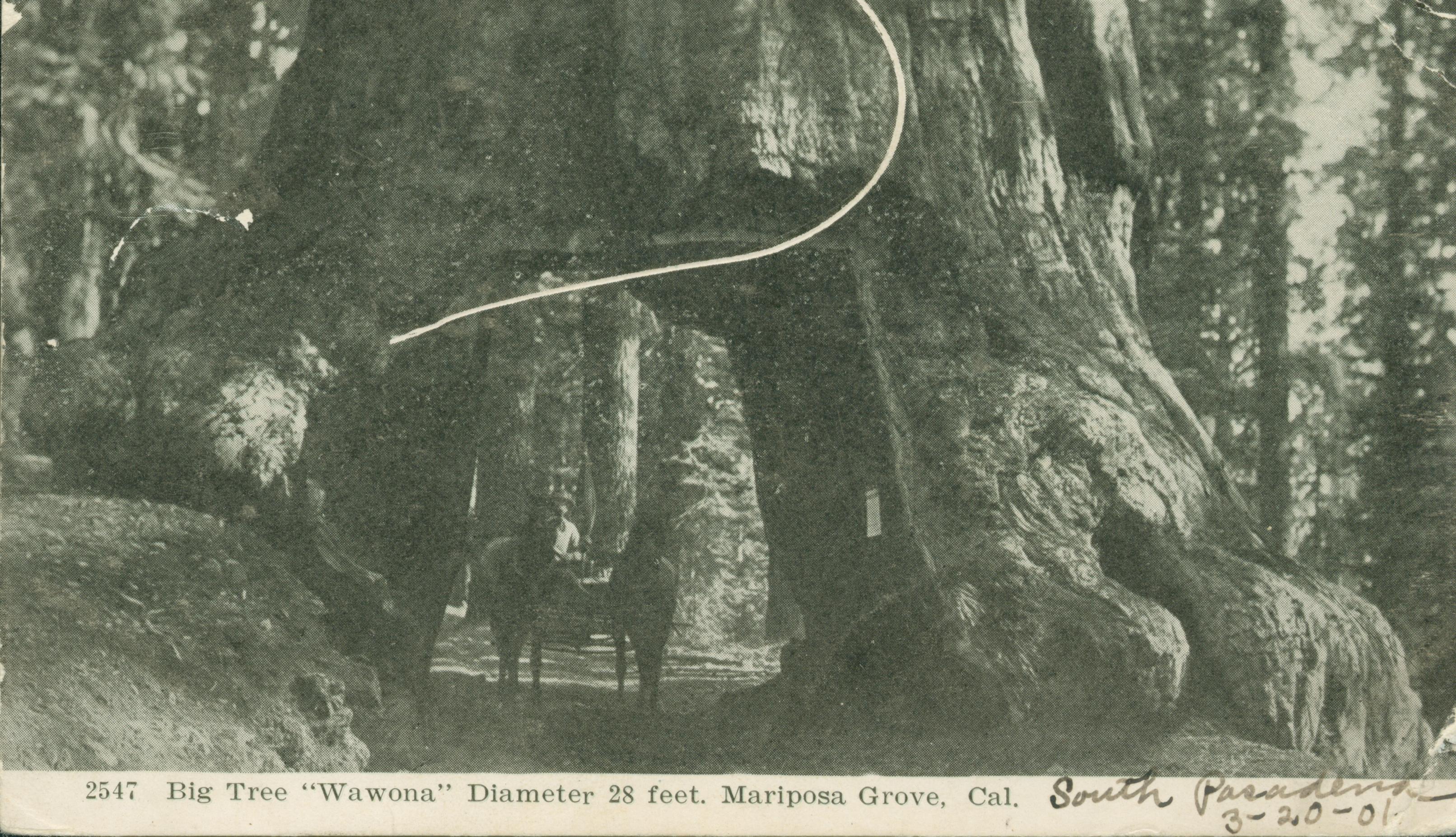 Shows a carriage with one person driving through the Wawona tree