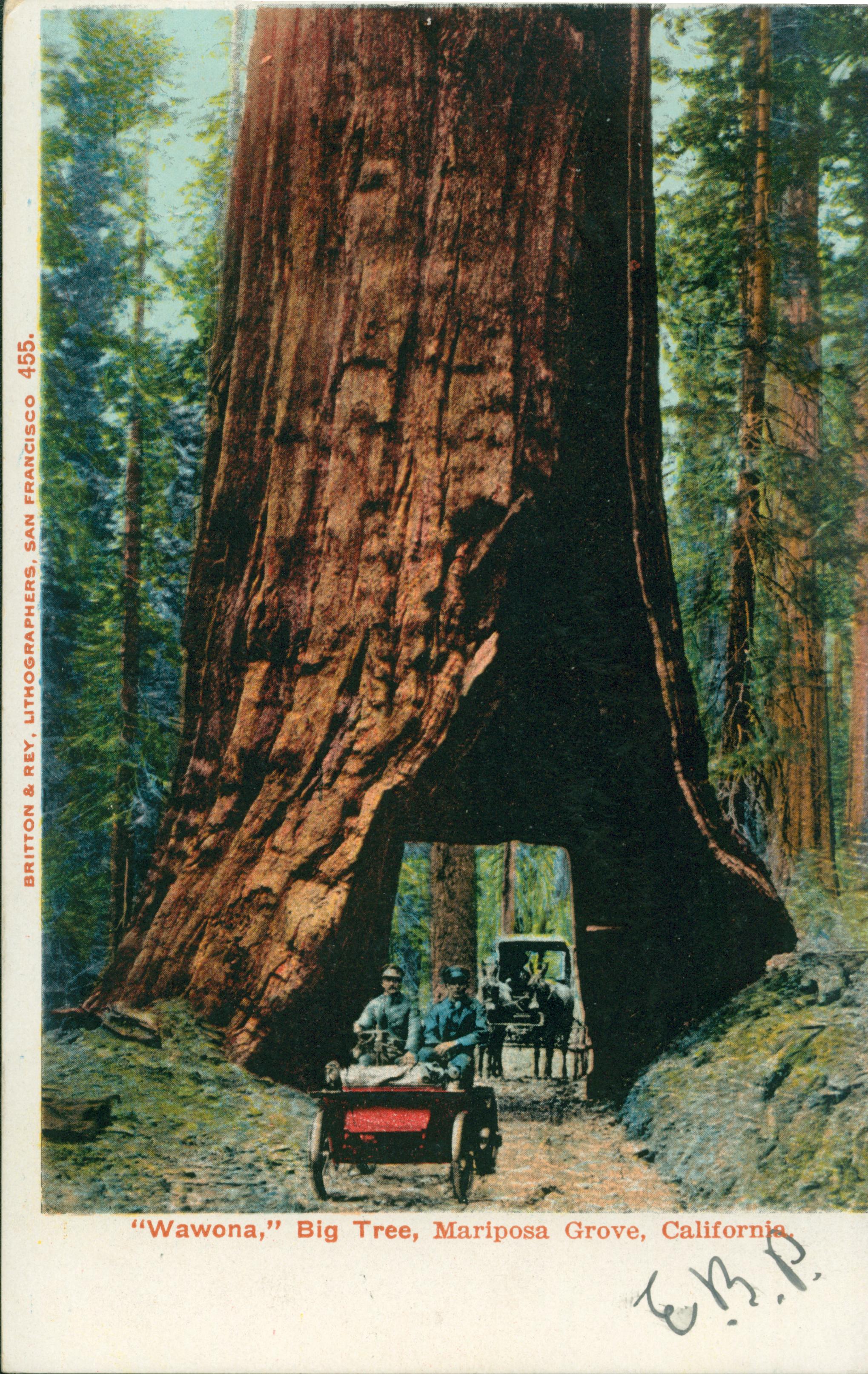 Shows a car with two people driving through Wawona tree while a carriage waits its turn.