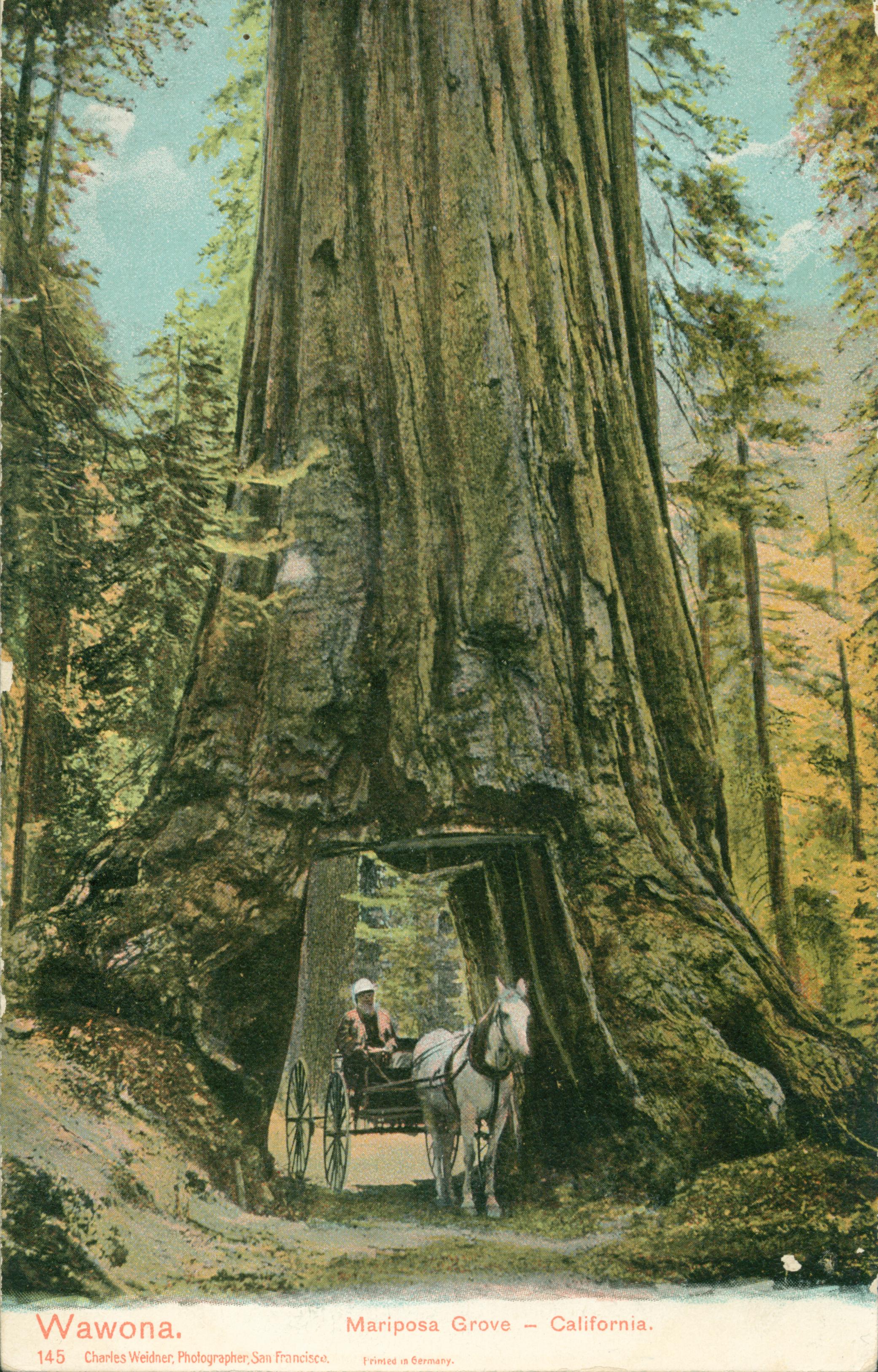 Shows a carriage with one person driving through the Wawona tree