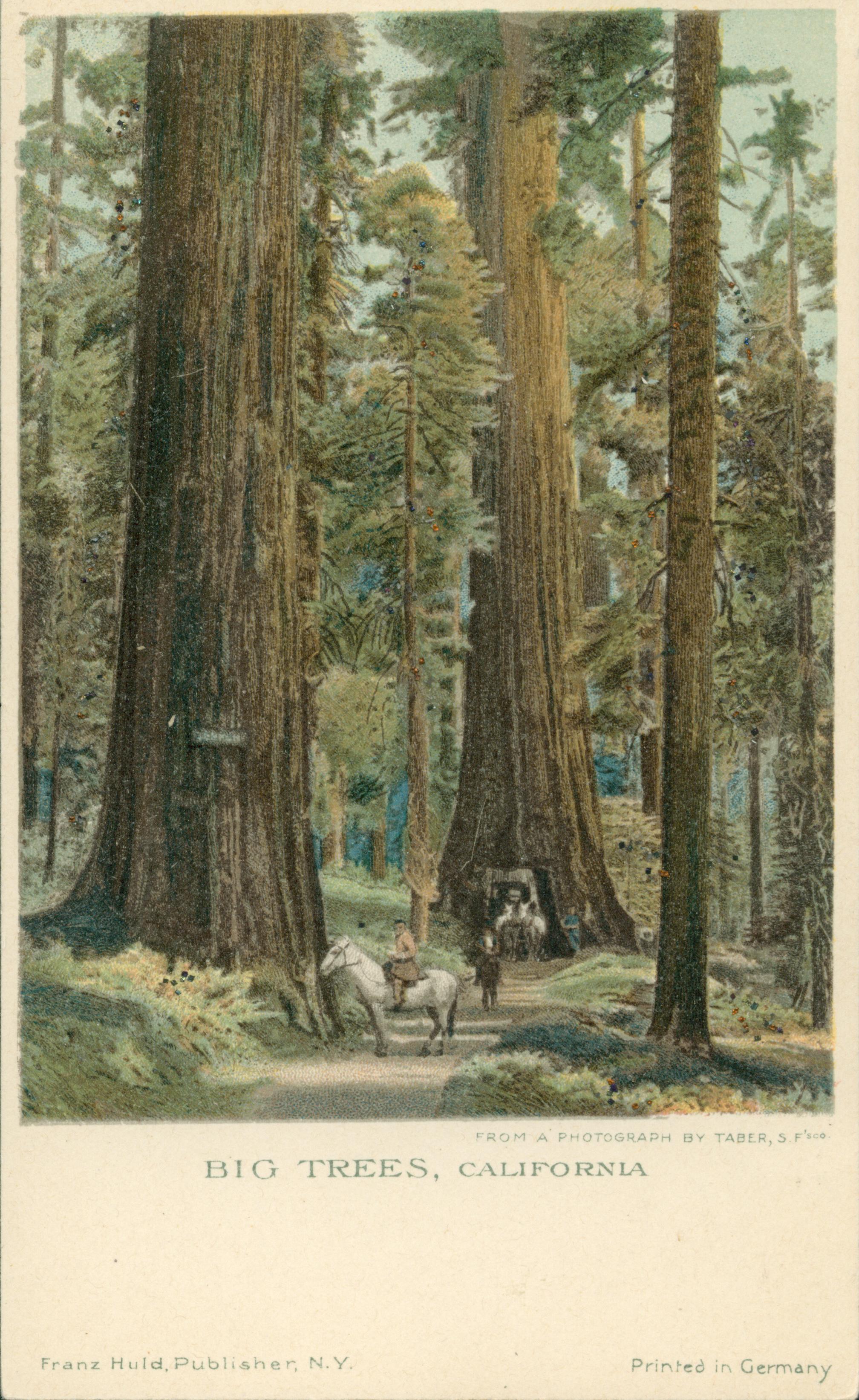 Shows a carriage driving through the Wawona tree with a horse and rider in front