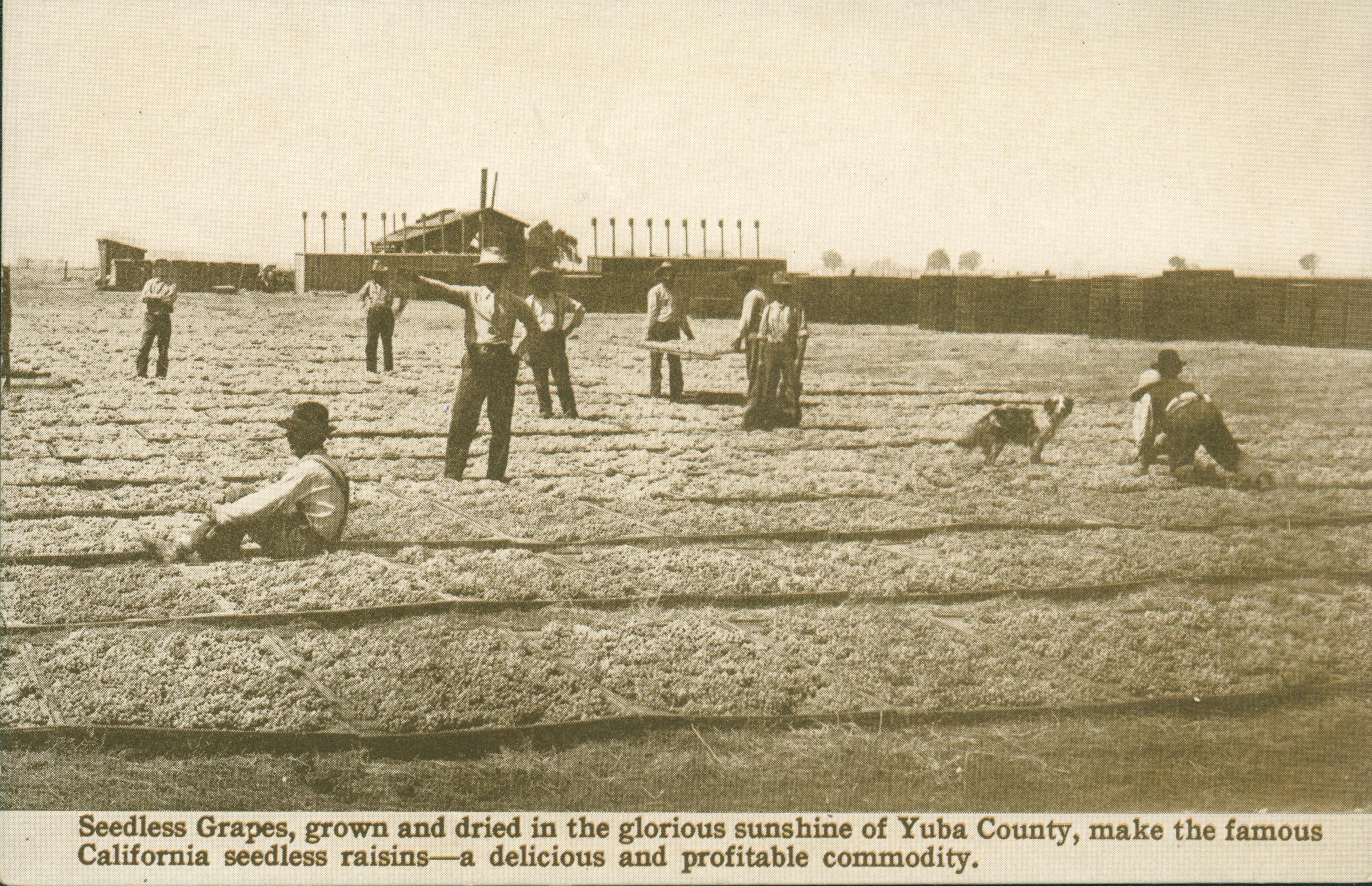 Shows a field covered in drying grapes with several workers either sorting or laying them out