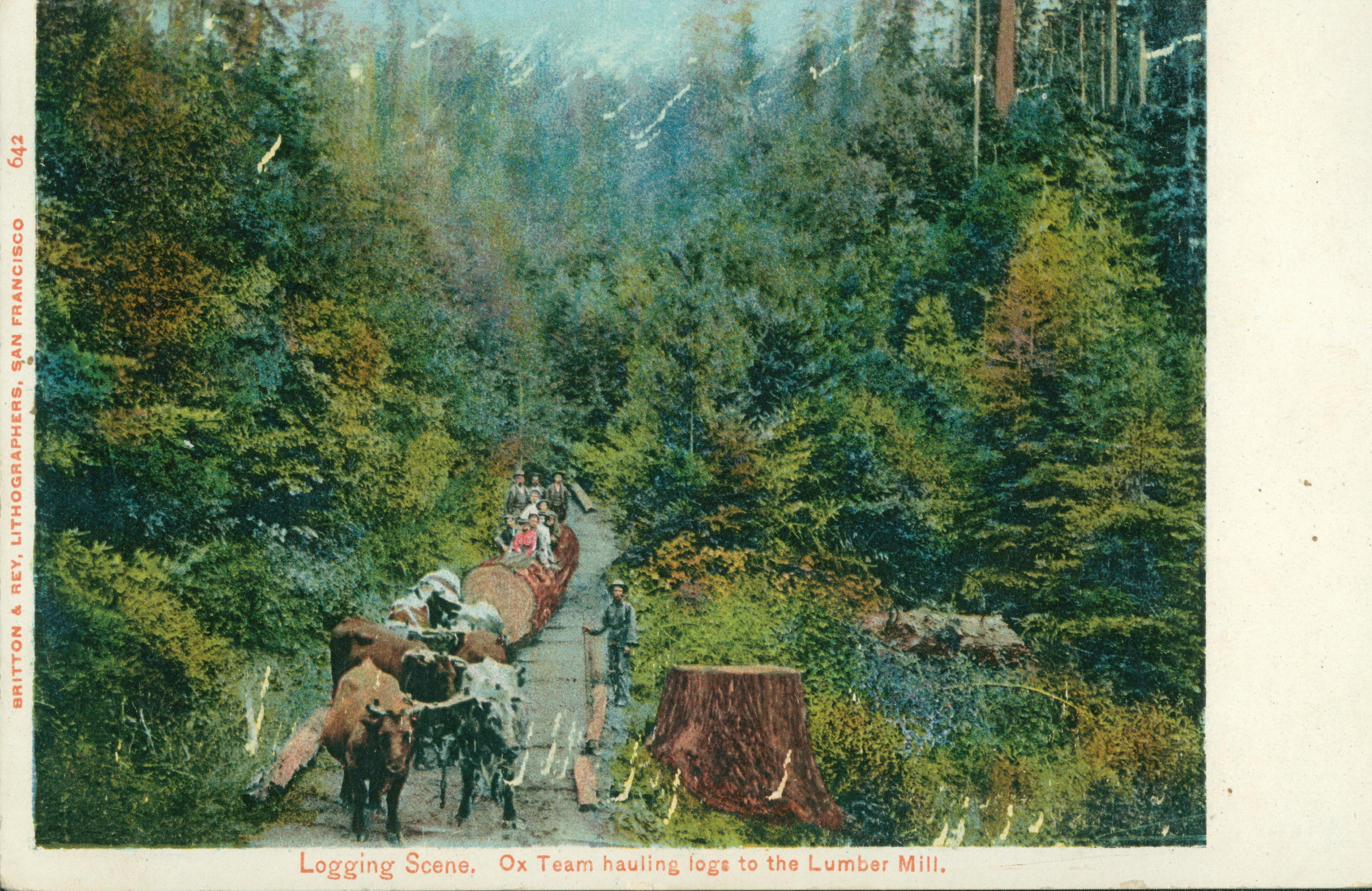 This postcard shows a team of cattle dragging a down a path