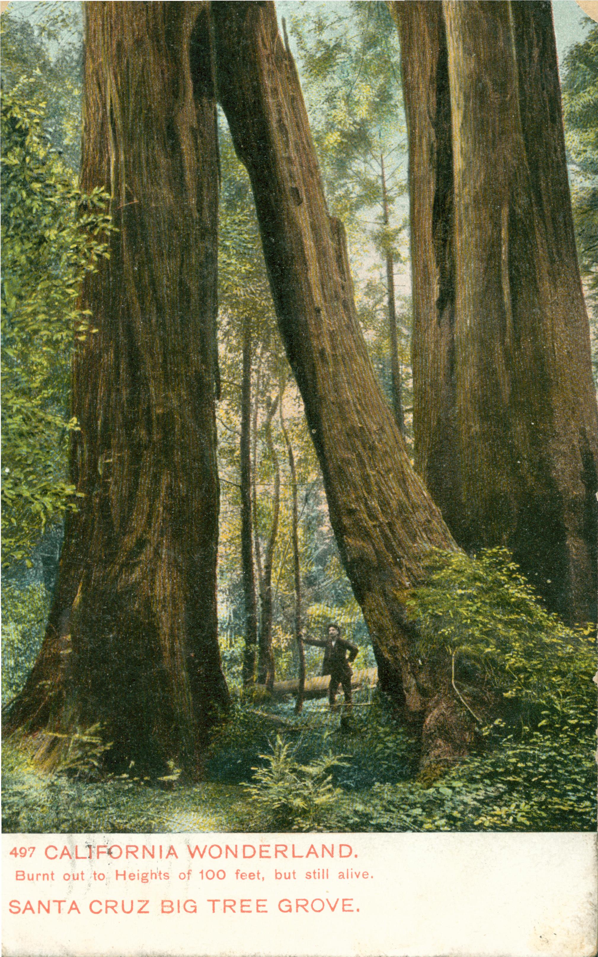 Shows a man standing within the split base of a California Redwood