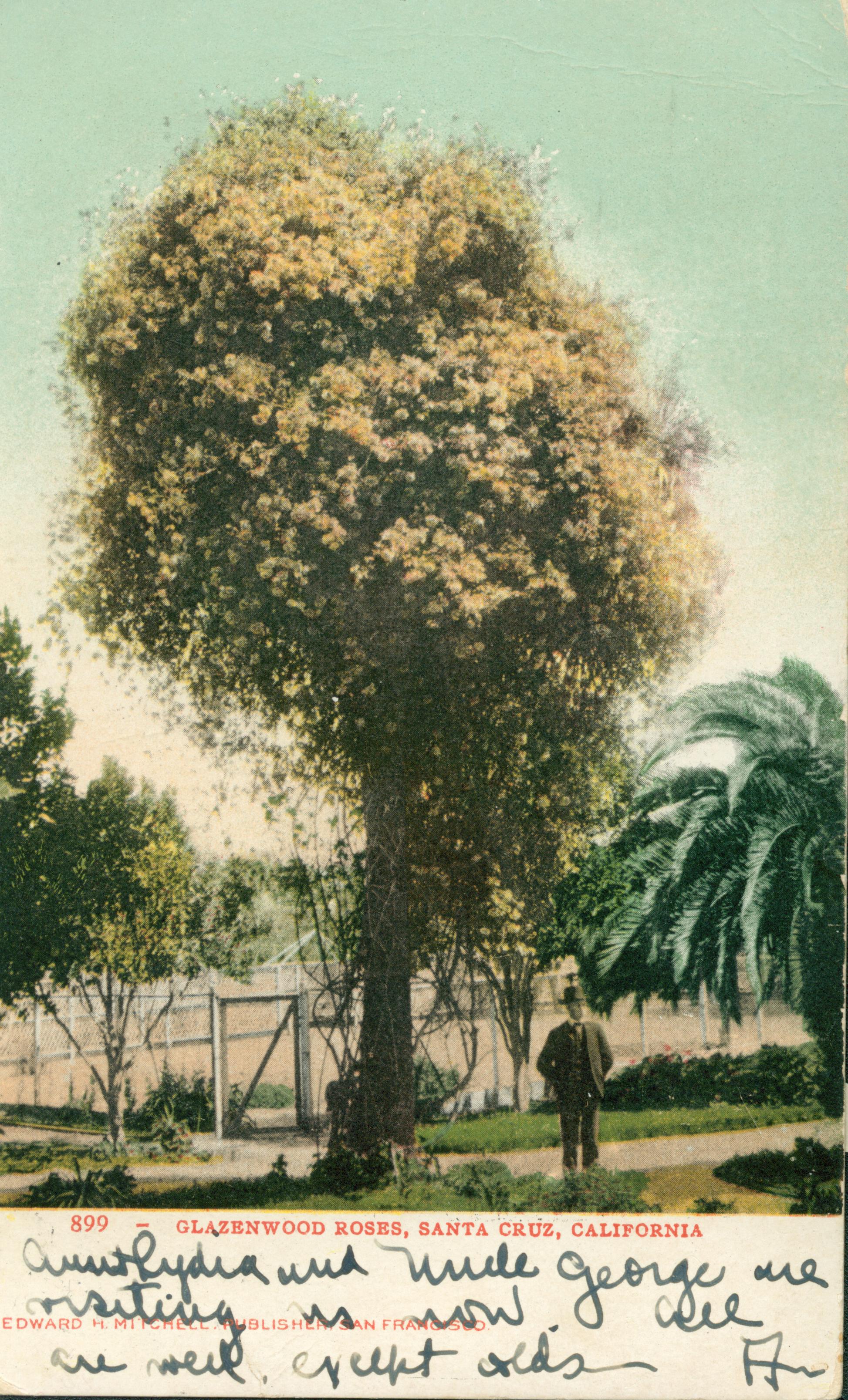 Man standing on a path underneath giant rose tree, other trees and fenced in area surround him